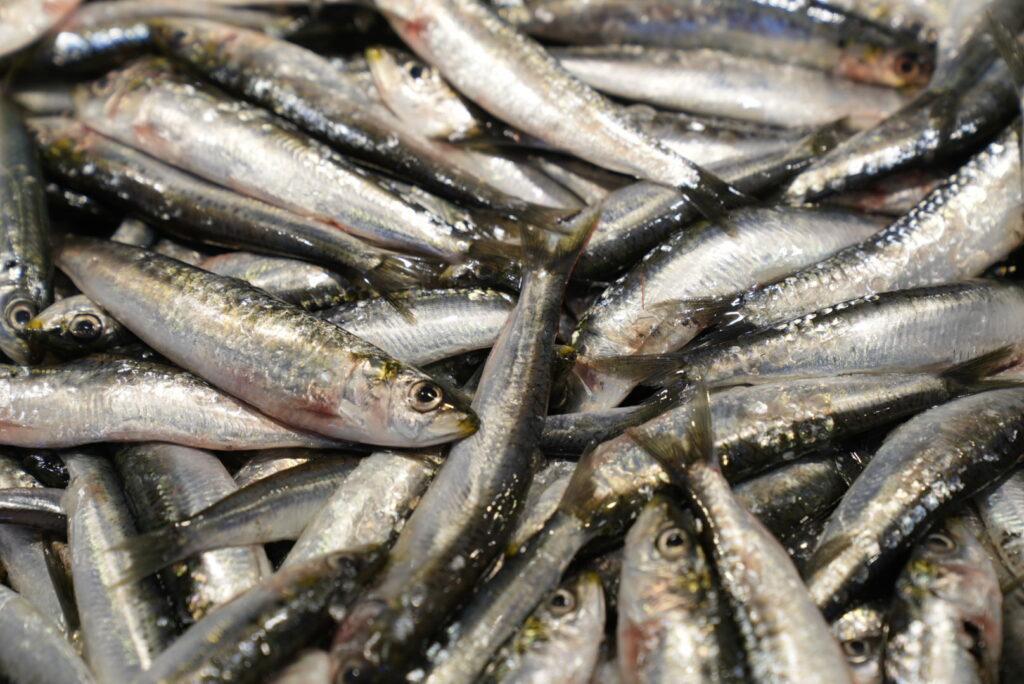 Sardines