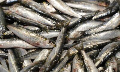 Les poissons de Carro